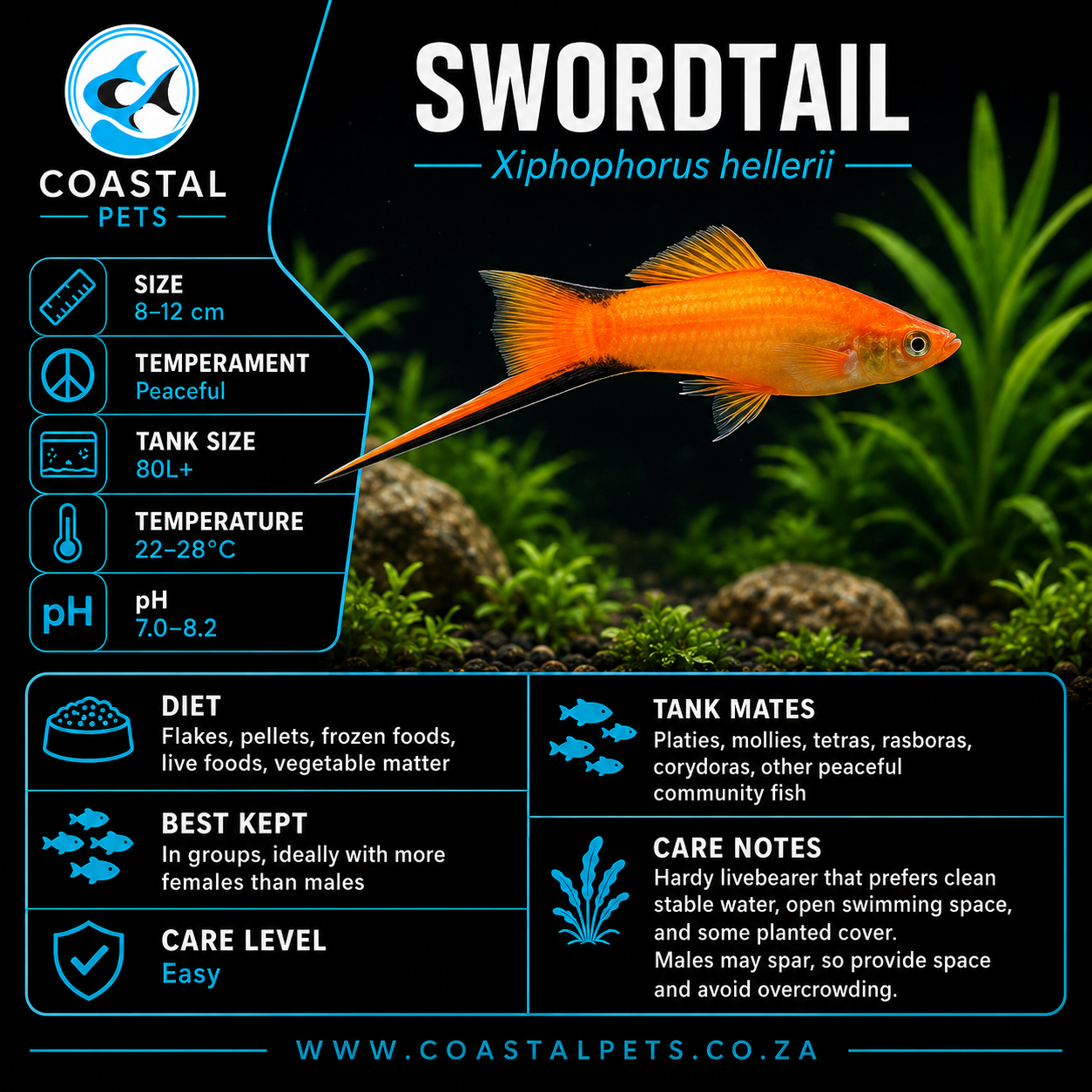 Swordtail(40-60mm)
