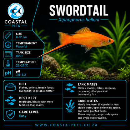 Swordtail(40-60mm)
