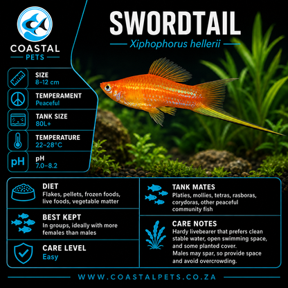 Swordtail(40-60mm)