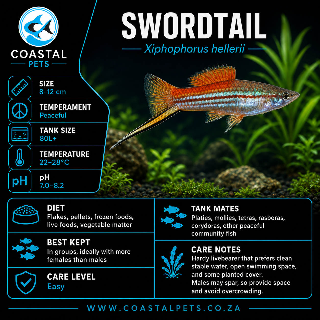 Swordtail(40-60mm)