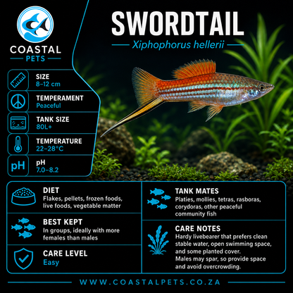 Swordtail(40-60mm)