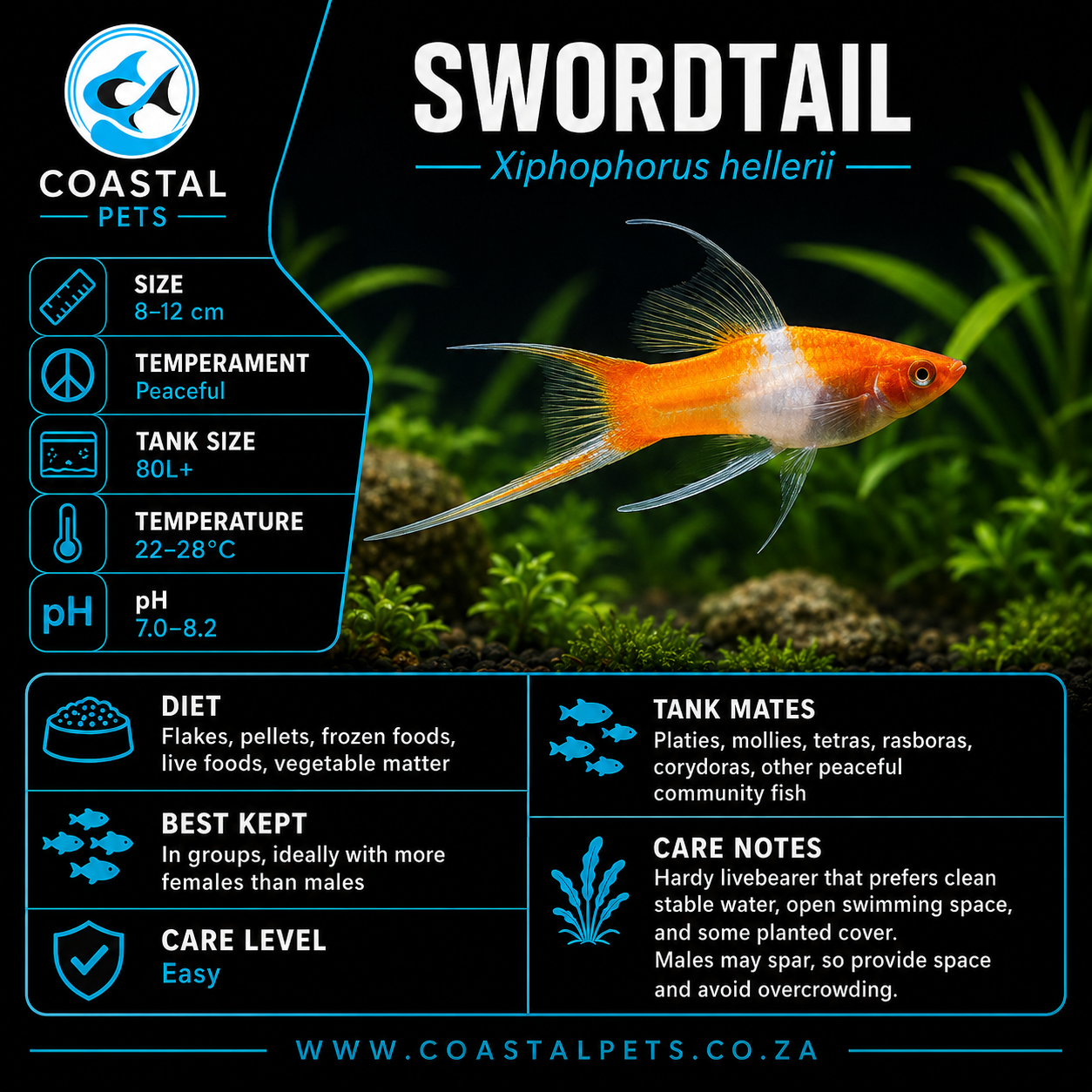 Swordtail(40-60mm)
