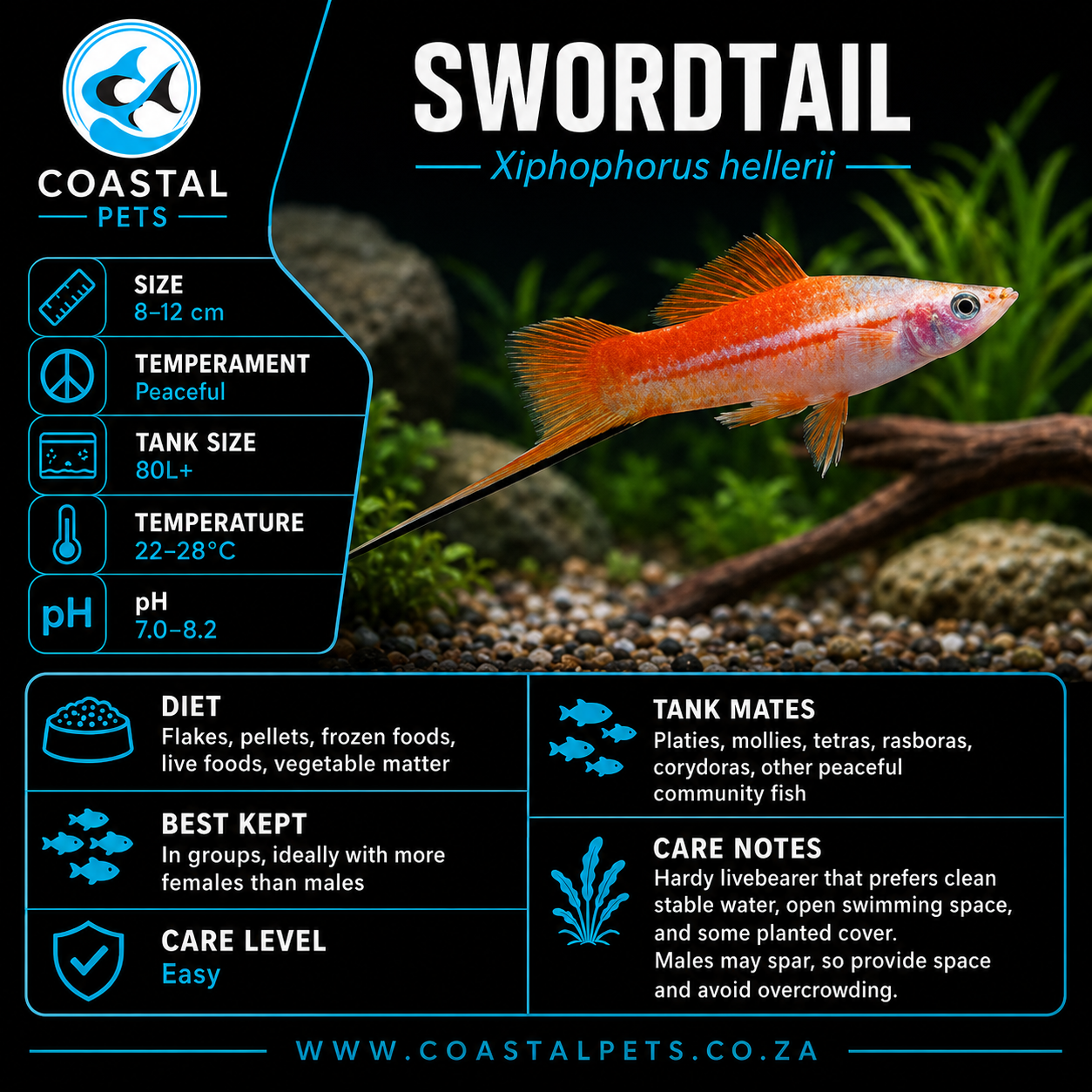 Swordtail(40-60mm)