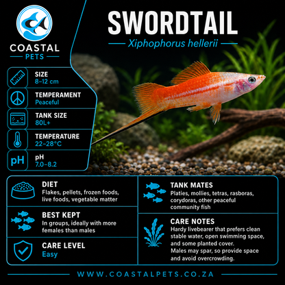 Swordtail(40-60mm)