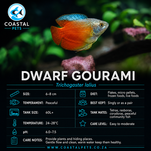 Dwarf Gourami(40-60mm)