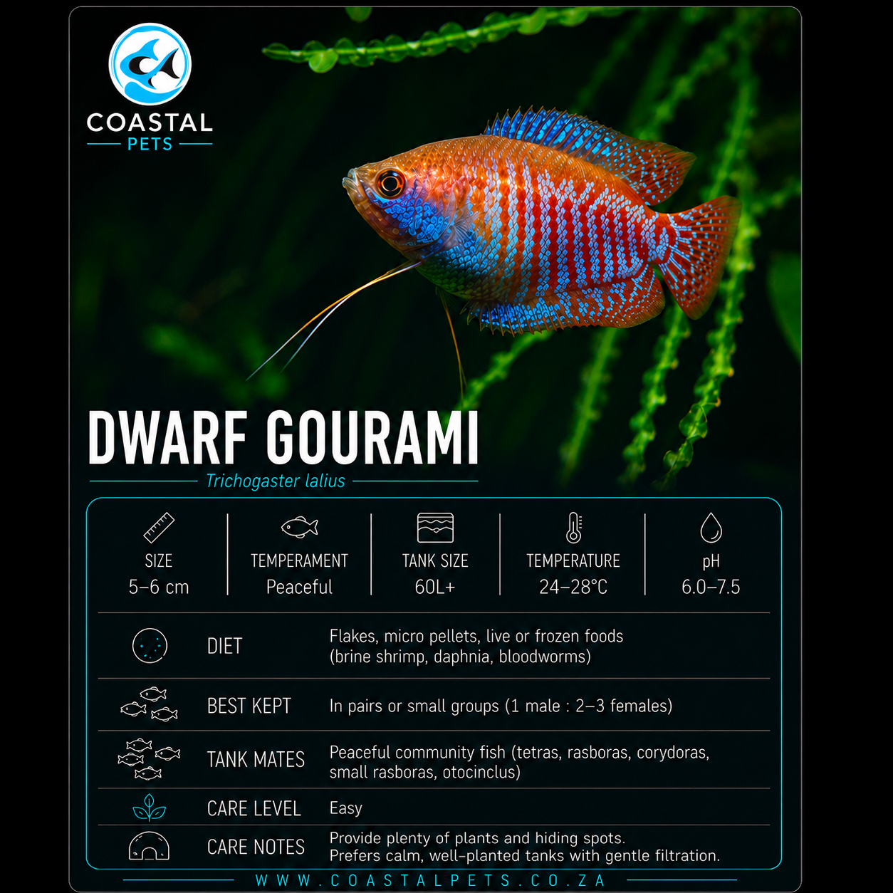 Dwarf Gourami(40-60mm)