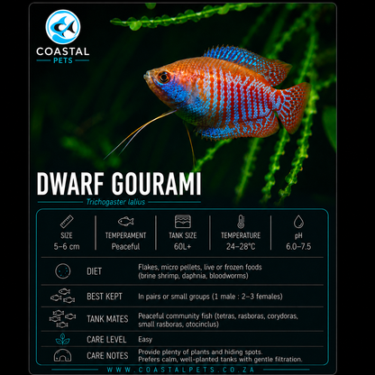 Dwarf Gourami(40-60mm)