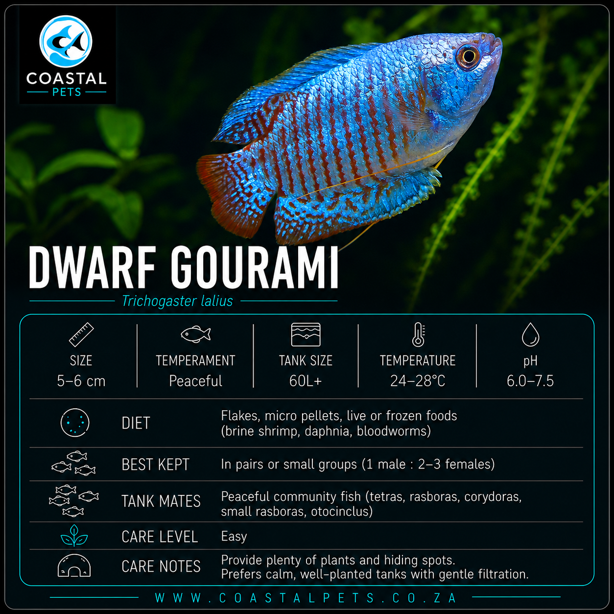 Dwarf Gourami(40-60mm)