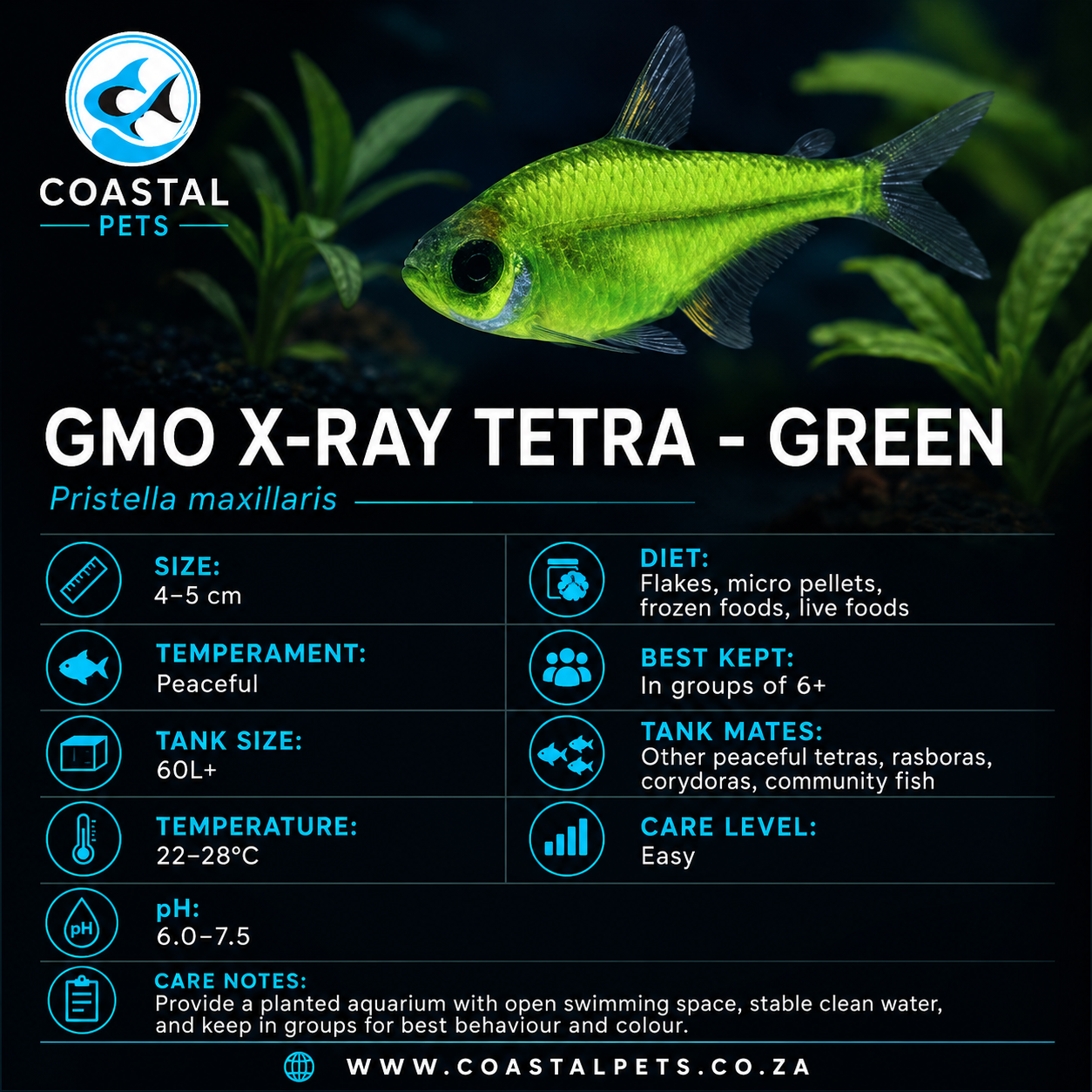 Tetra-GMO X-Ray
