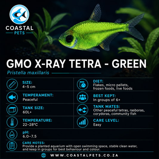 Tetra-GMO X-Ray