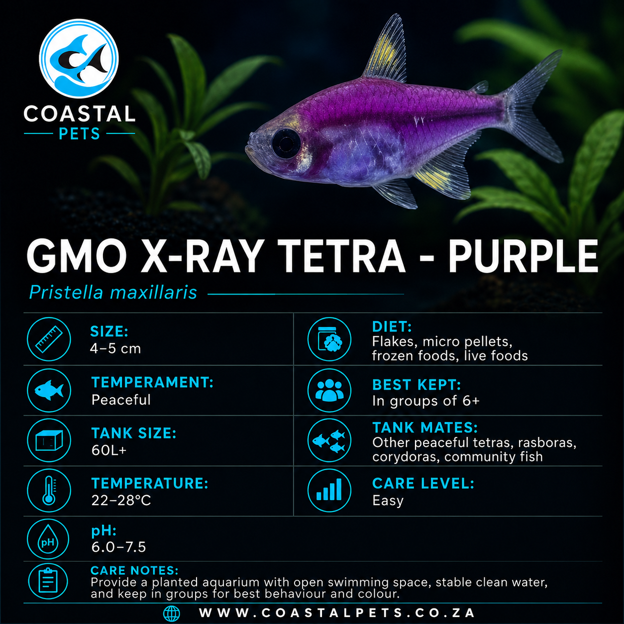 Tetra-GMO X-Ray