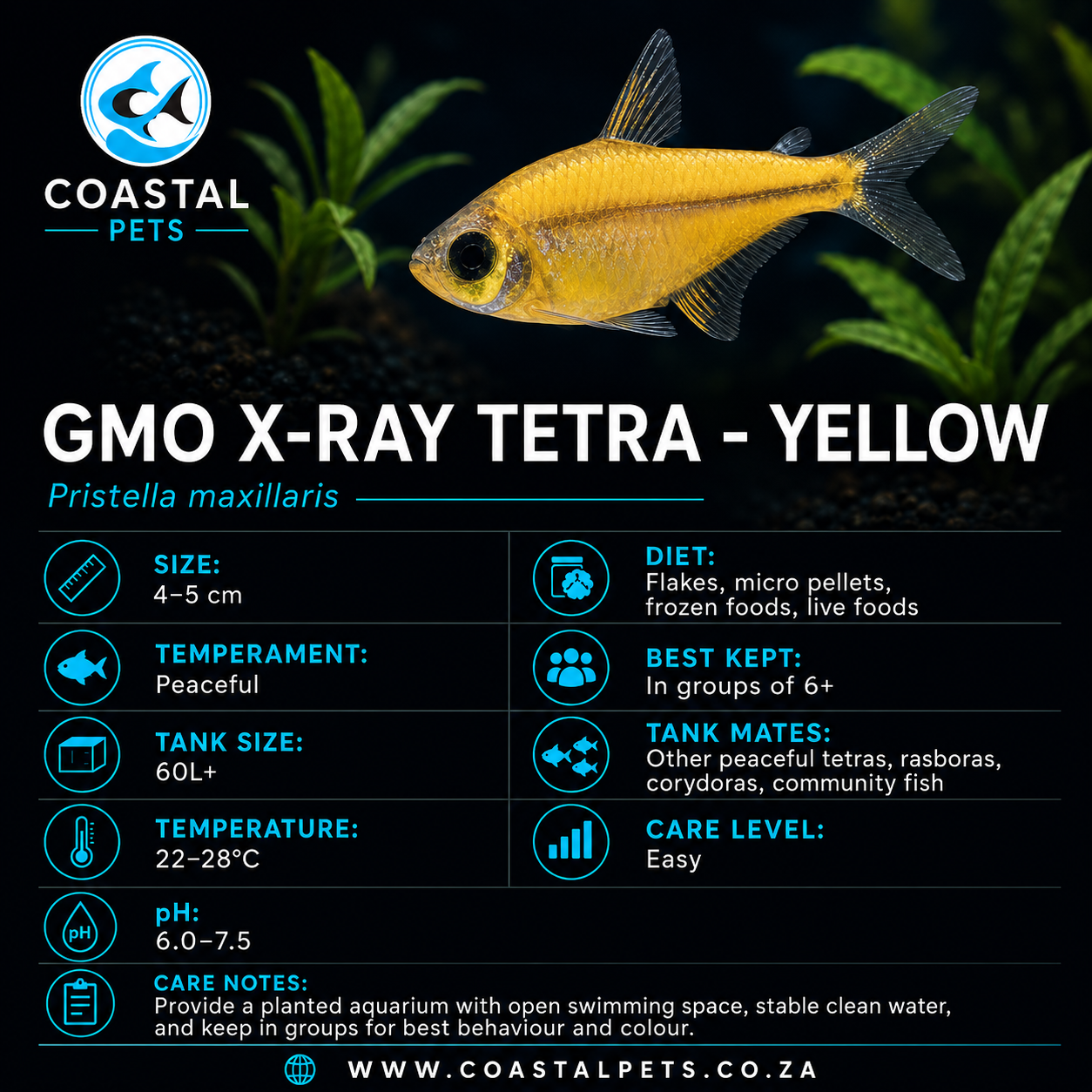 Tetra-GMO X-Ray