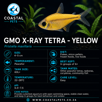 Tetra-GMO X-Ray