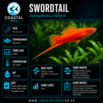 Swordtail(40-60mm)
