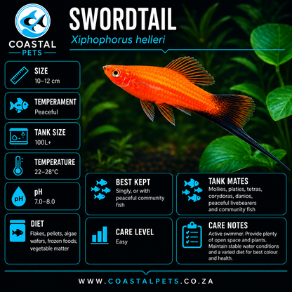 Swordtail(40-60mm)