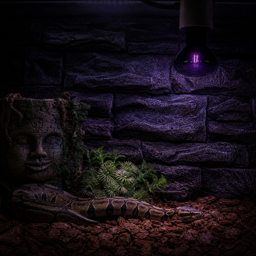 Nomoy Halogen Night Lamp