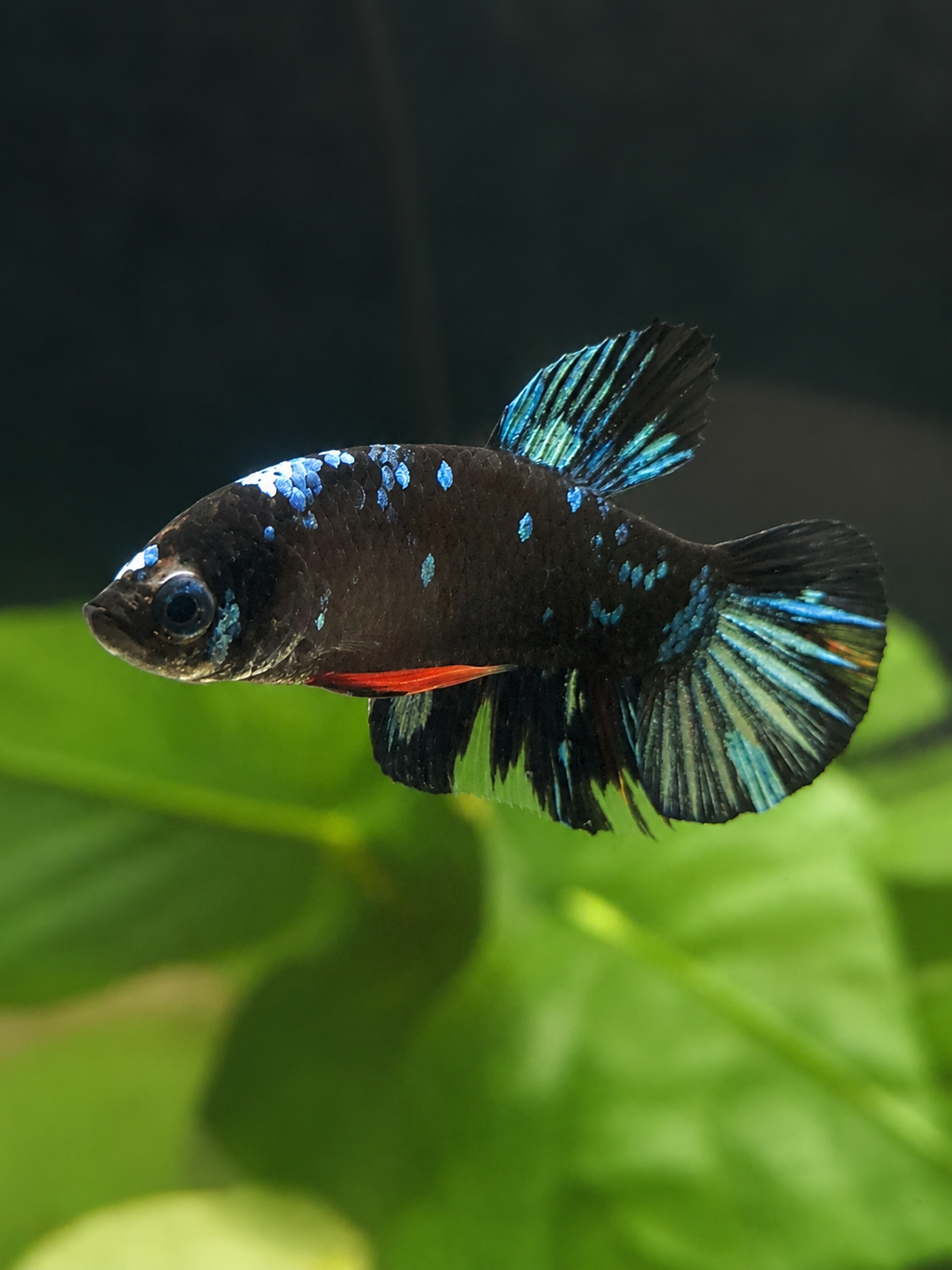 Betta-Gordon Avatar