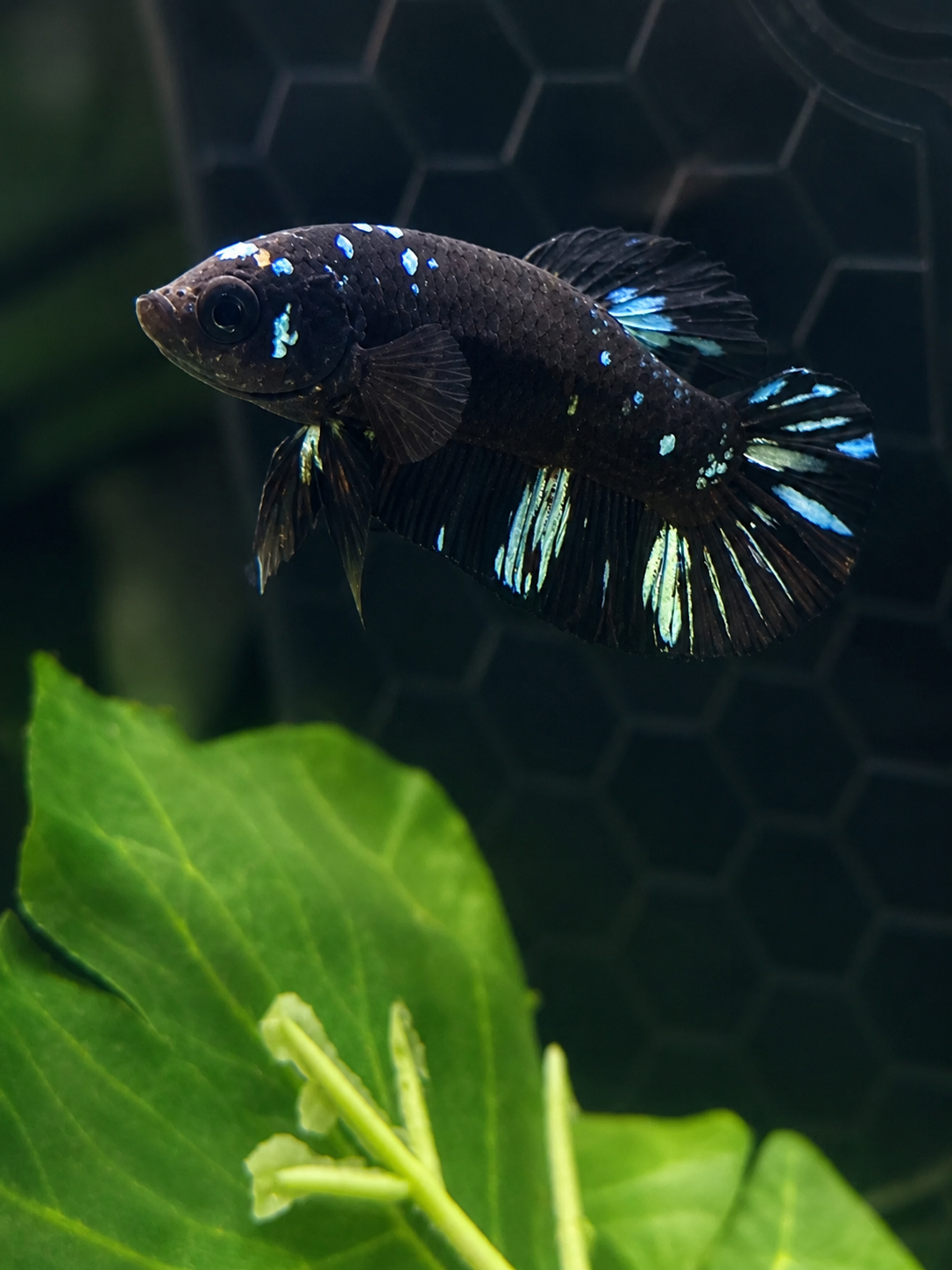 Betta-Avatar Plakat