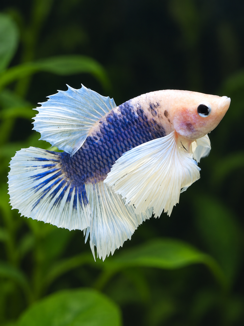 Betta-Dumbo