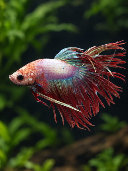 Betta-Crowntail