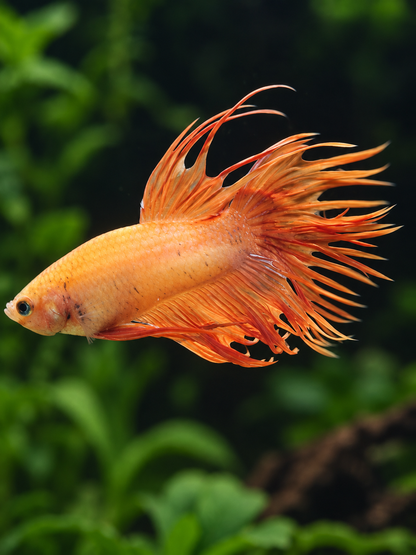 Betta-Crowntail