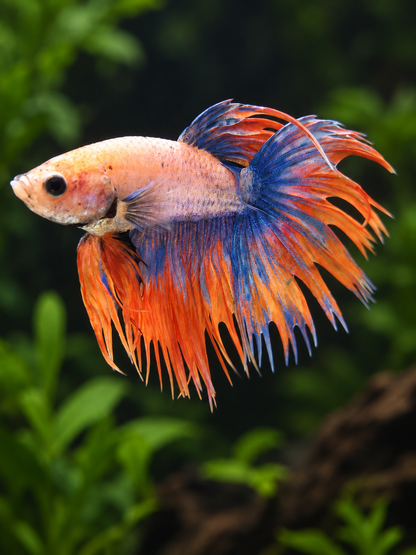 Betta-Crowntail