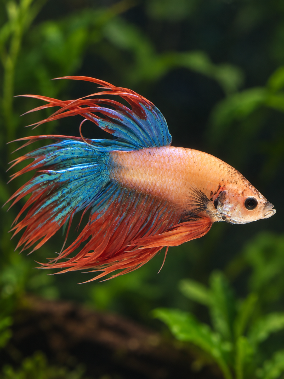 Betta-Crowntail
