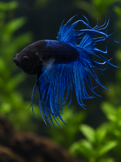 Betta-Crowntail