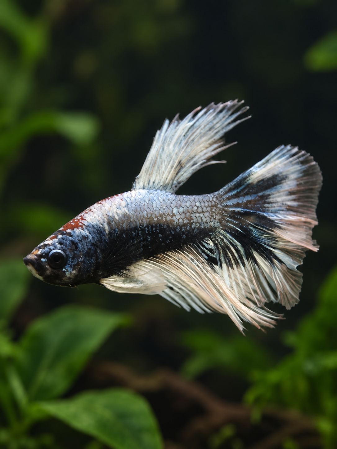 Betta-Multicolour Halfmoons