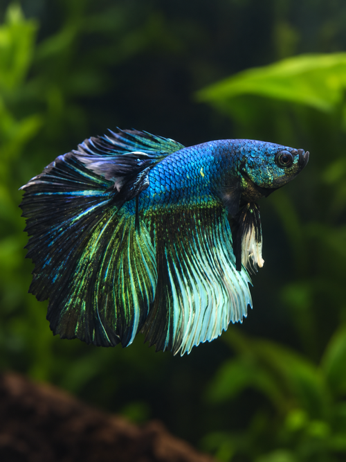 Betta-Multicolour Halfmoons