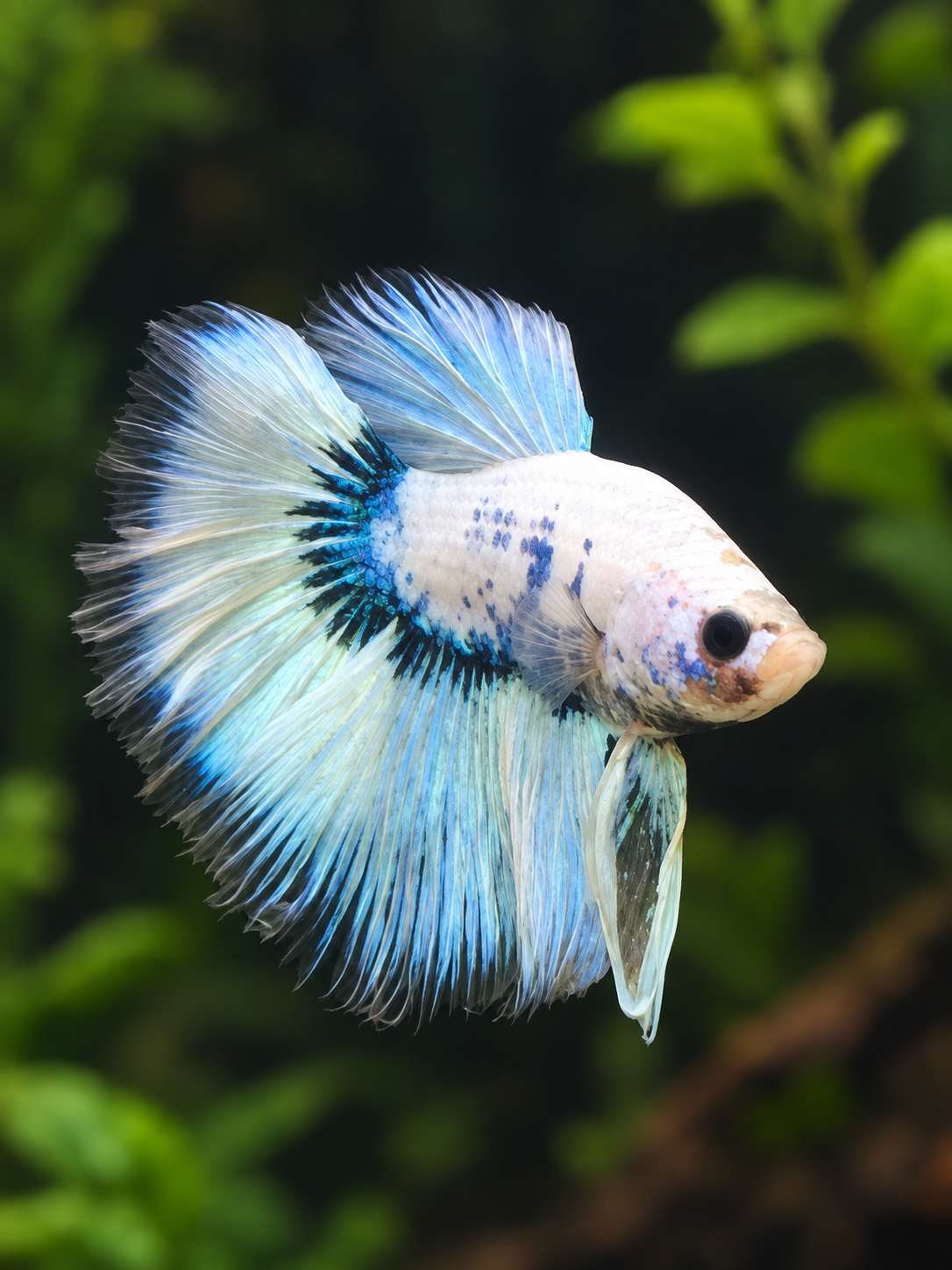 Betta-Multicolour Halfmoons