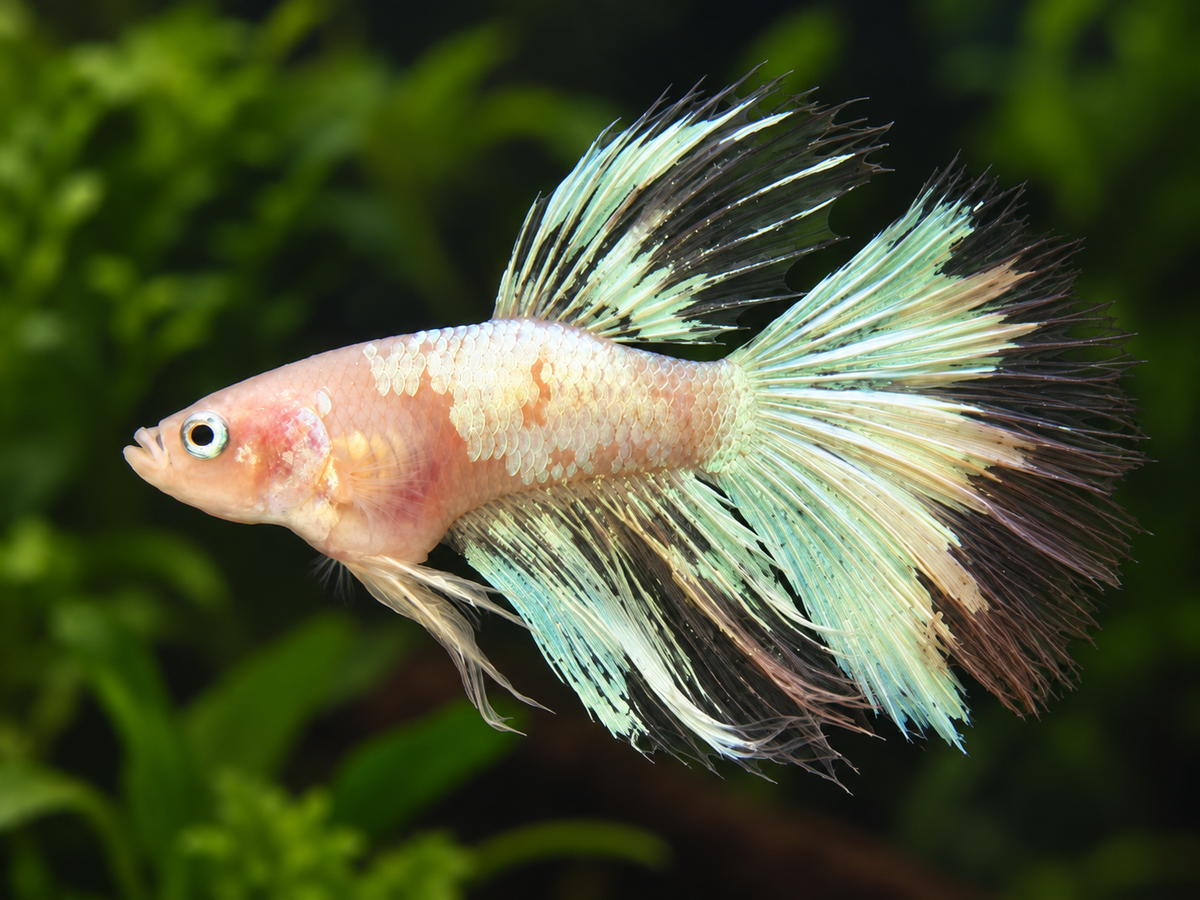 Betta-Multicolour Halfmoons