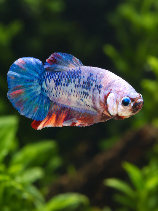 Betta-Multicolour Plakat
