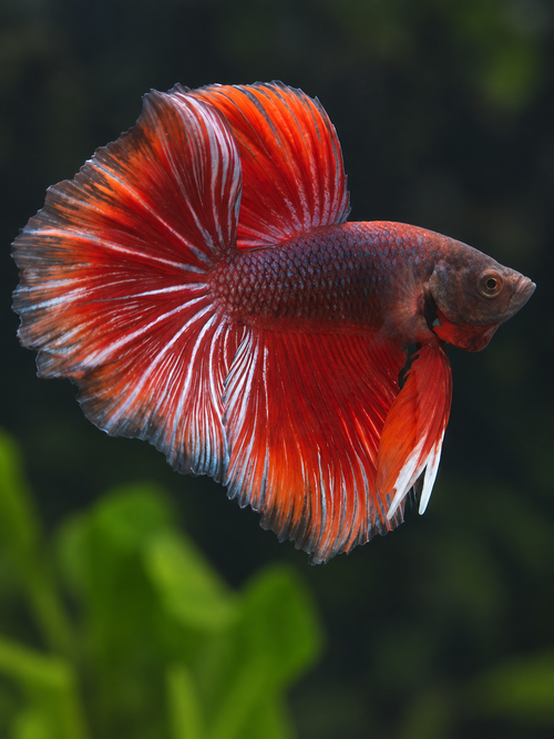 Betta-Halfmoon Male