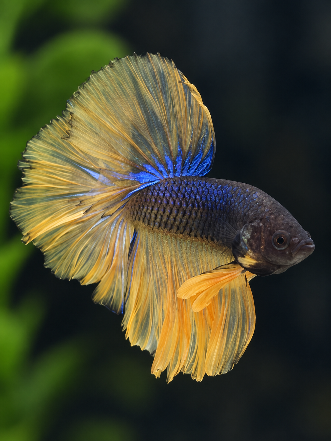 Betta-Halfmoon Male