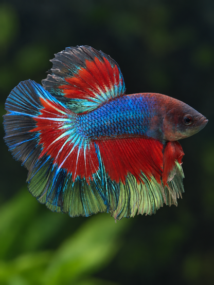 Betta-Halfmoon Male