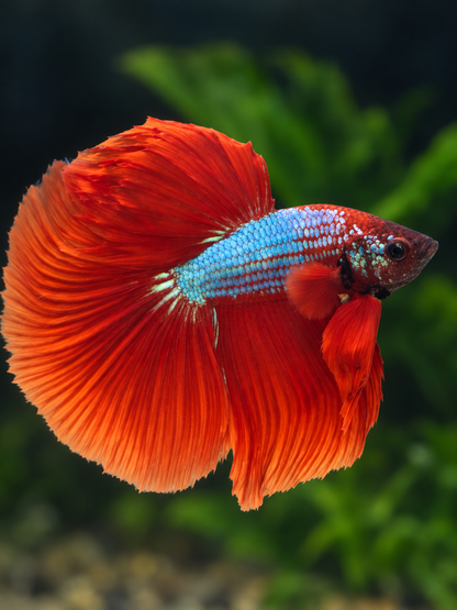 Betta-Halfmoon Male