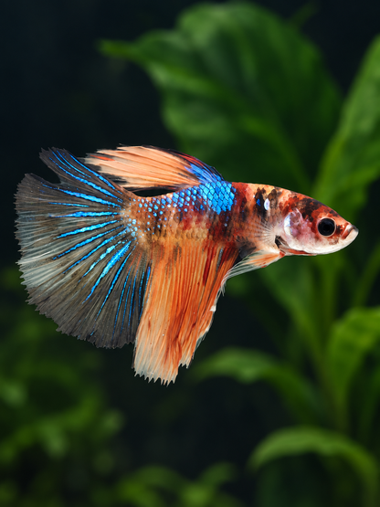 Betta-Halfmoon Male