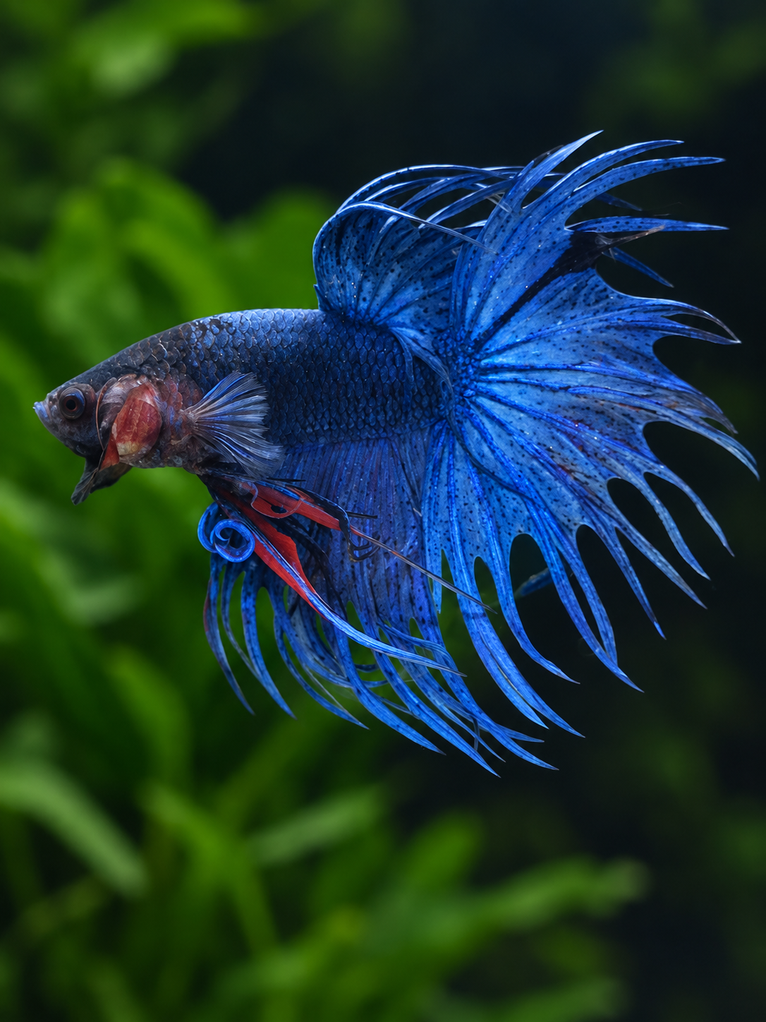 Betta-Crowntail Males