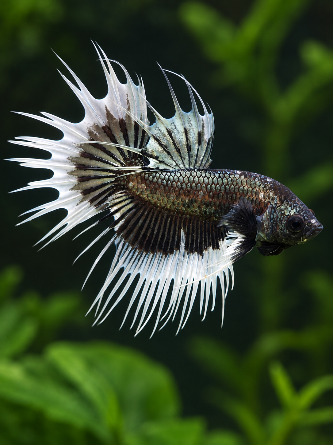 Betta-Crowntail Males