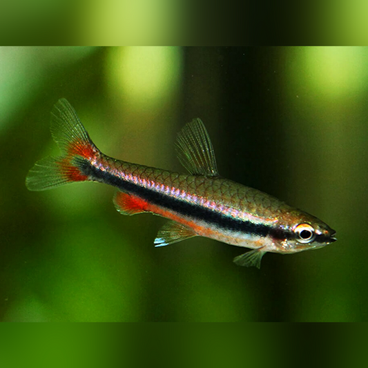 Golden Pencilfish