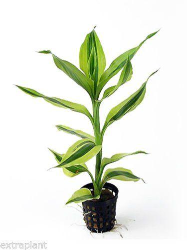 Dracaena (Aquarium Riparian Plant)