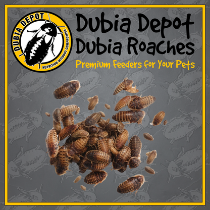 Dubia Roaches