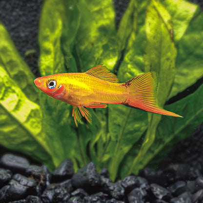 Swordtail(40-60mm)