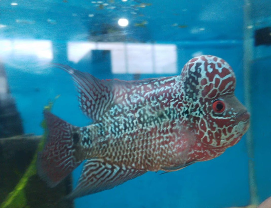 Flowerhorn-1