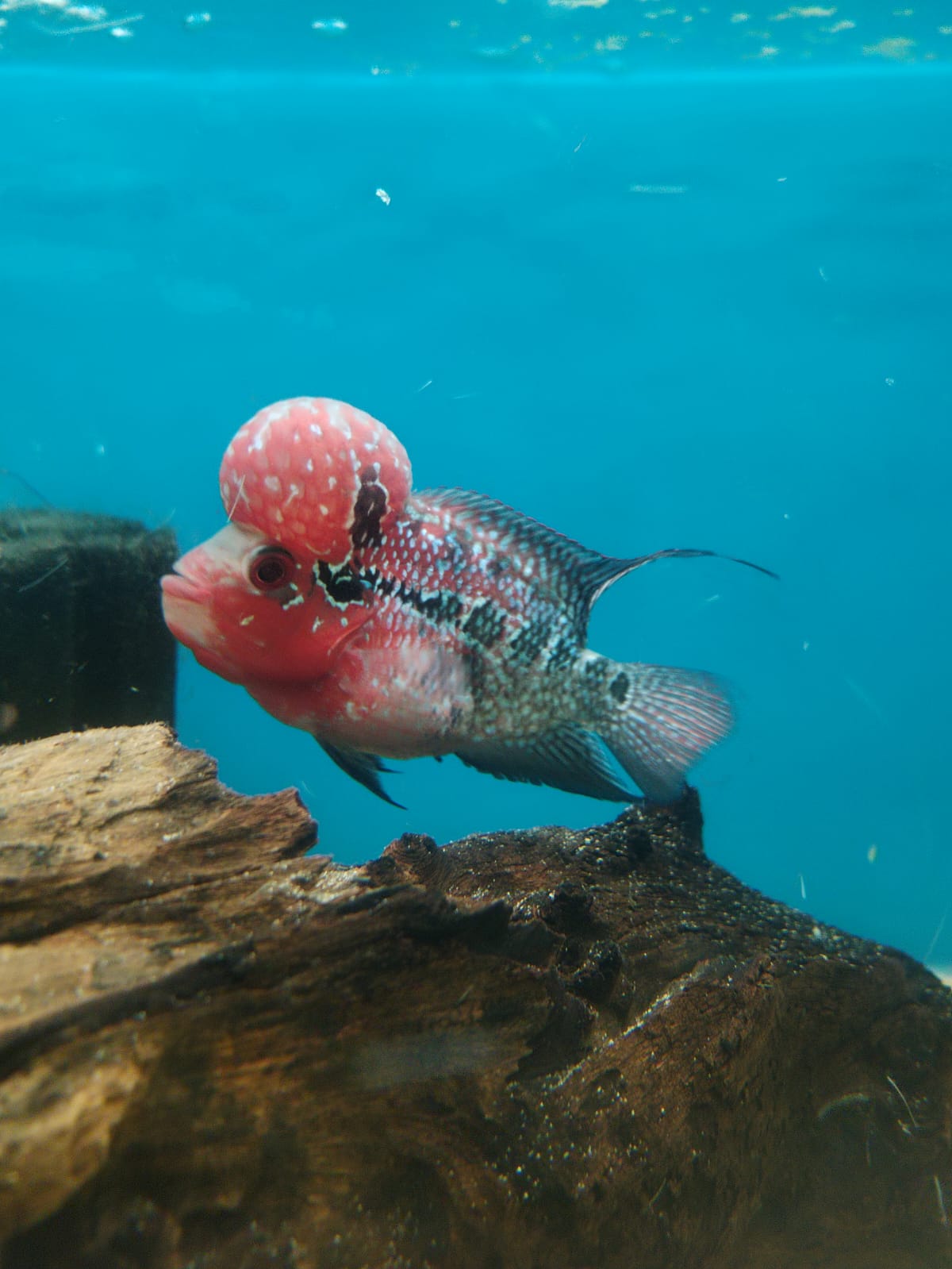 Flowerhorn-2