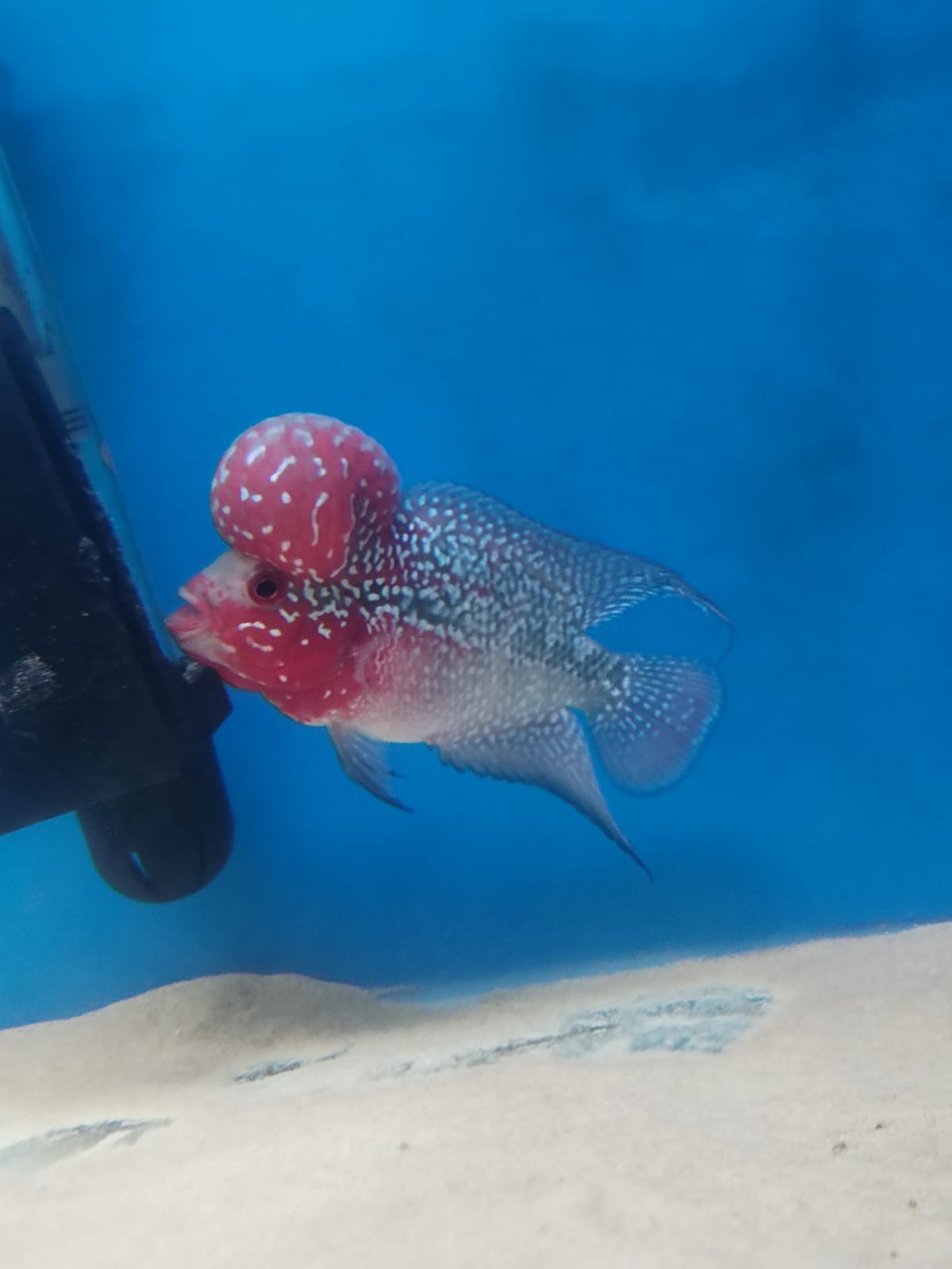 Flowerhorn-3