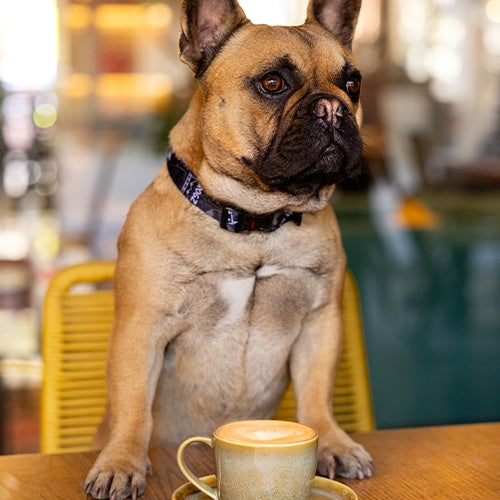 Rogz Fusion Dog Collar