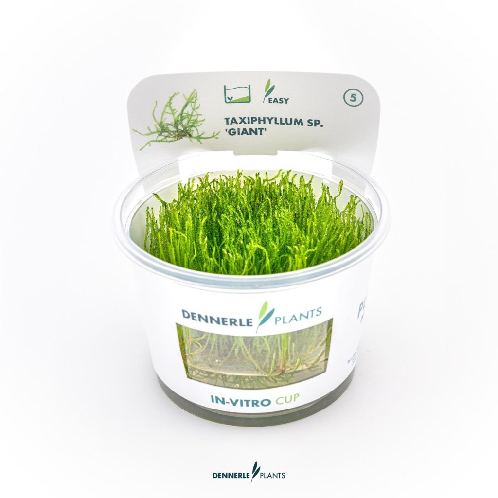 Dennerle Plants Taxiphyllum spec. ‘Giant’, In-Vitro