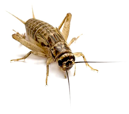 FFA - Grey Crickets